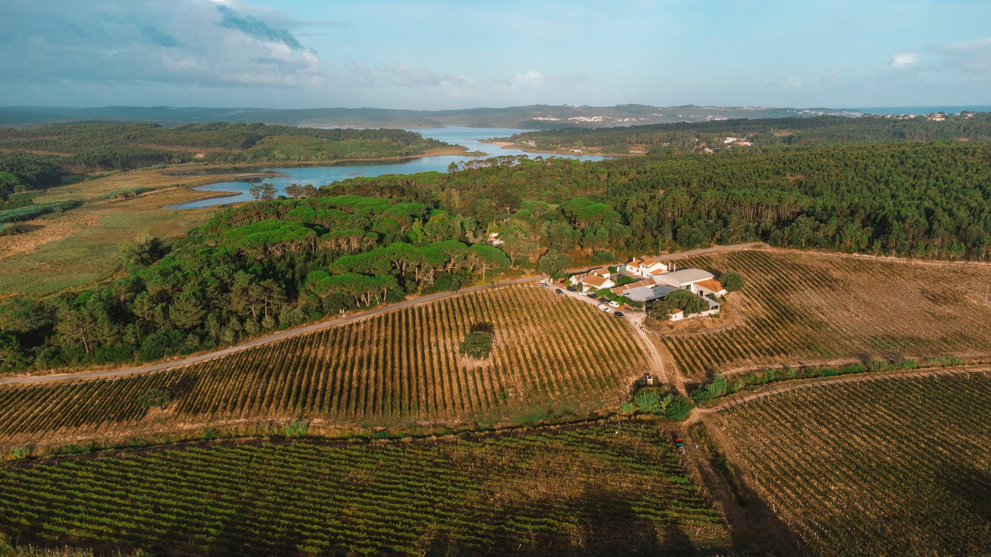2025 SEP HARVEST QUINTA DA BARROSA DRONE 001