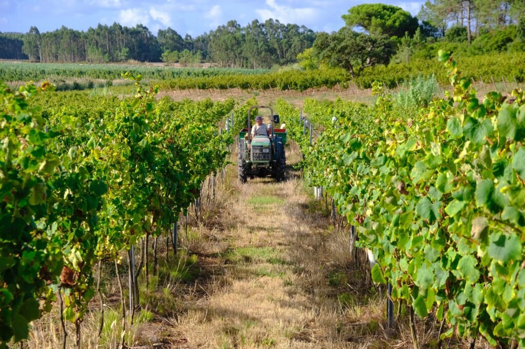 03 QUINTA DA BARROSA LW