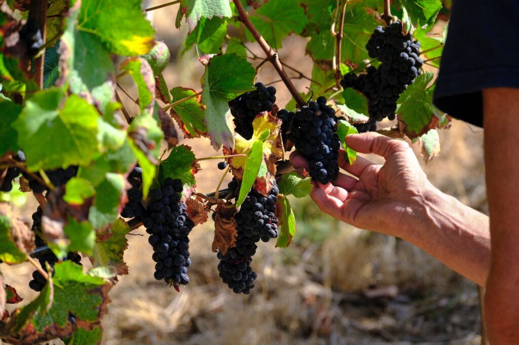 06 QUINTA DA BARROSA LW