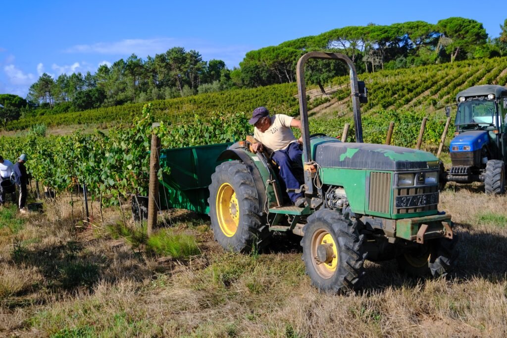 SEP 2025 QTA BARROSA HARVEST 196