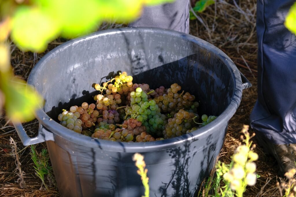 SEP 2025 QTA BARROSA HARVEST 091